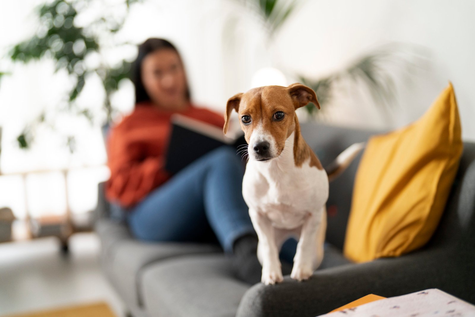 O que é uma câmera para monitorar pets e como elas funcionam?